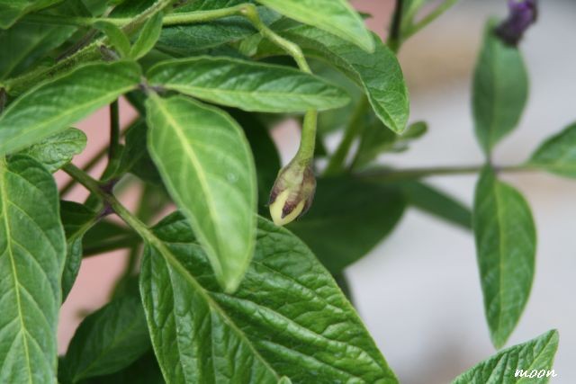 Pepino